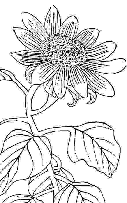 清代《植物名實圖考》稱向日葵為「丈菊」，又說：「向日葵，高丈許，大徑尺」，堪稱是巨人國的花。