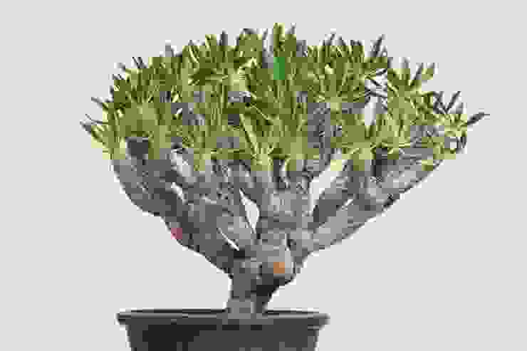 鬼棲閣(Euphorbia guillauminiana)