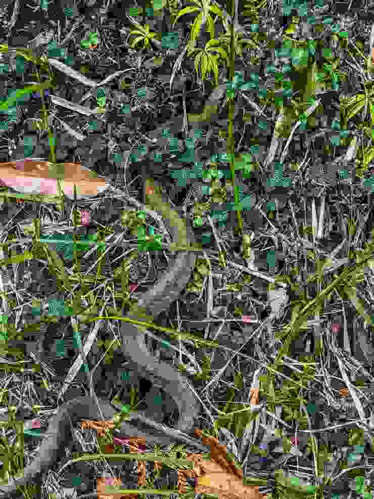 史丹吉氏斜鱗蛇，分佈在中高海拔山區，微毒非保育類。