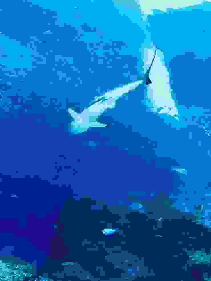 🐠《夜宿海生館》睡醒時的景色是小鯊魚游過。｜圖：閒人