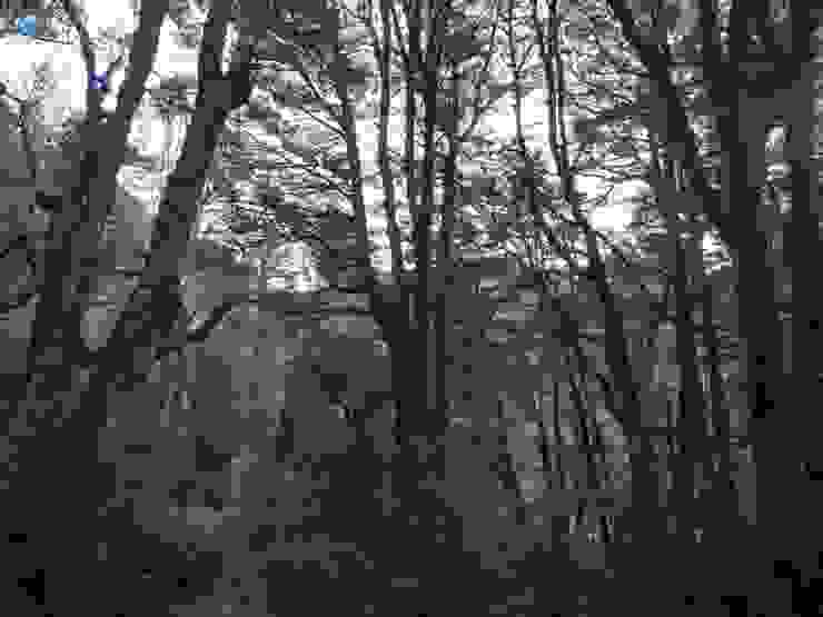第三天從森林走入草原，黎明前的櫸木林有一股幽靜之美。