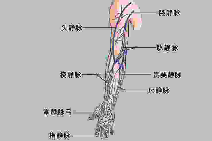人體上肢主要靜脈分佈圖，每個人雖然血管的狀況差異甚大，但主要靜脈的位置每個人還是大同小異的。