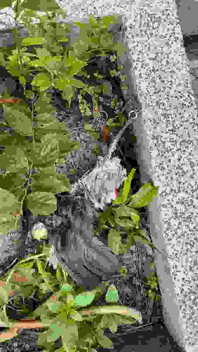 鸚鵡腳鍊卡在樹上餓死