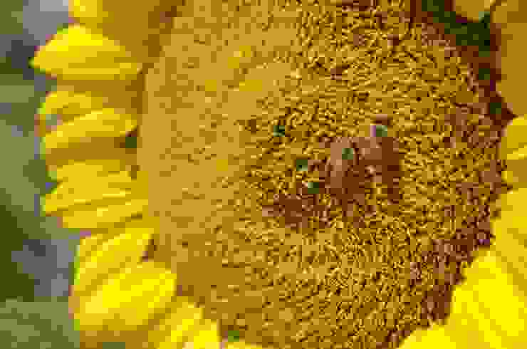 要觀察向日葵花盤的神秘的數字，得在向日葵花粉成熟前或結籽時。密密覆蓋著花粉的向日葵花盤就看不到了。