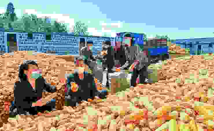 今年北韓大力宣傳農業豐收的成果〈勞動新聞〉