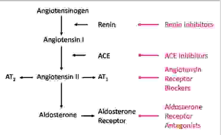 腎素-血管張力素-醛固酮系統（renin-angiotensin-aldosterone system, RAAS）與其抑制劑