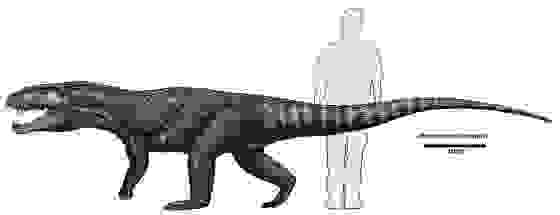 偽鱷類與人類體型比較
