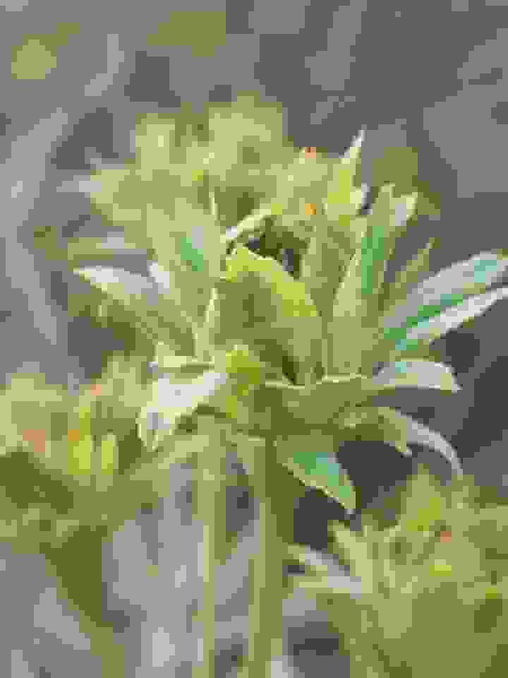 綠萼，別名「帝君袍」，以關聖帝君的綠袍來命名，不只是強調它的花色與葉無別，更是以萼片具保護幼嫩花蕊的作用，正如關聖帝君義薄雲天的精神，不斷被人們奉祀為剗惡除奸的保護神。
