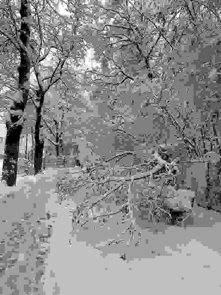 行道樹被雪壓斷了，觸目的景象