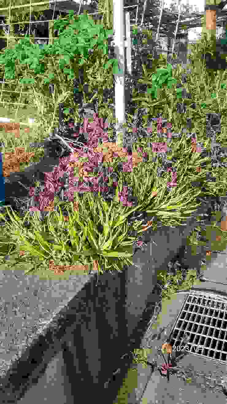 紫錦草與蘆薈