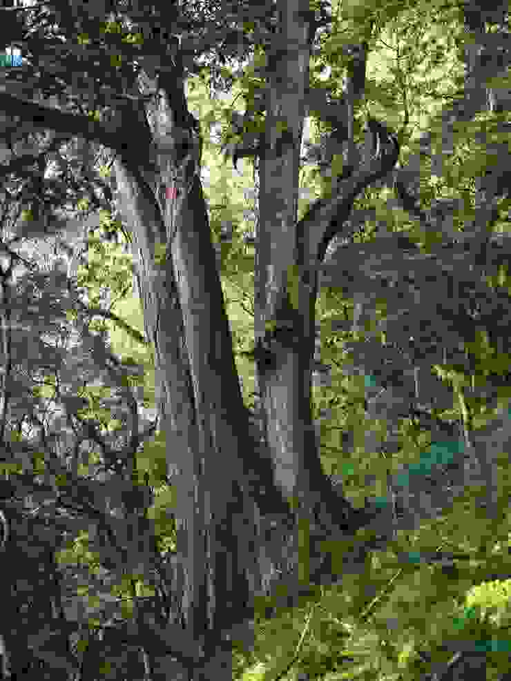 卑南主山山腰的紅檜大樹（Photo by. HASSELBLAD X2D + XCD 55/2,5V）