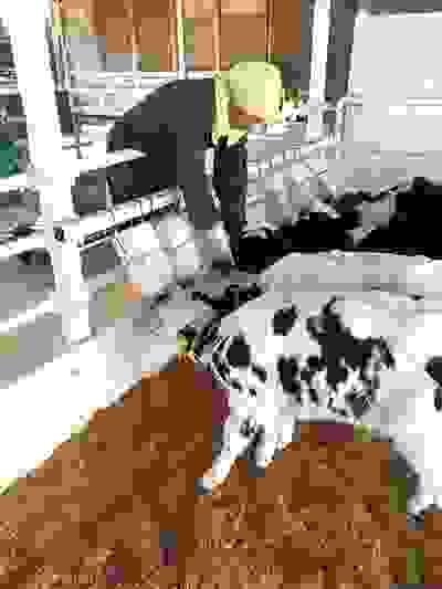 豐里實顯地的牛場中村民照顧初生的小牛。