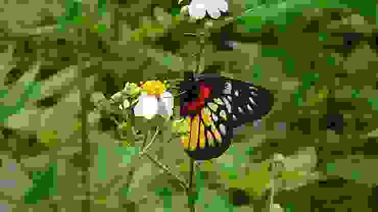 紅肩粉蝶（張順珍拍攝）