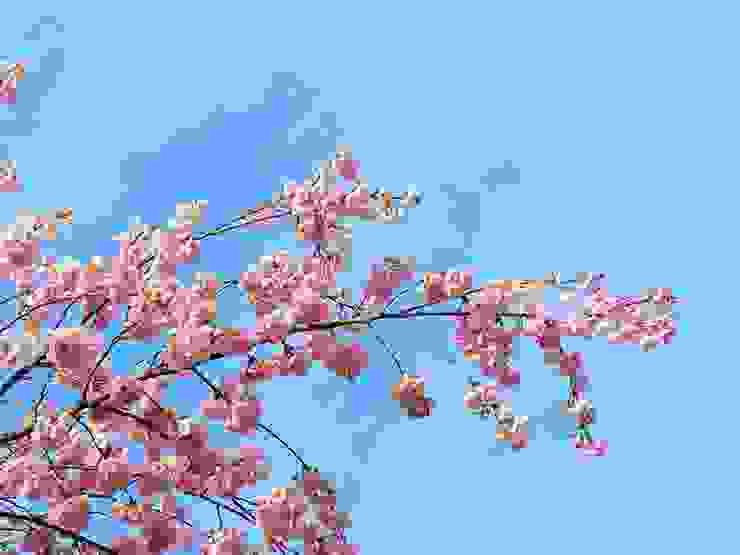 藍天的櫻花