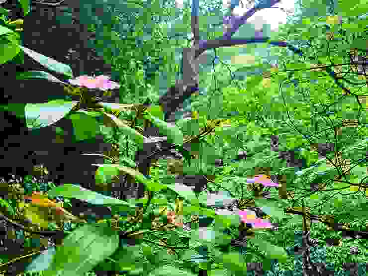 野牡丹（低海拔山區常見的原生灌木，花瓣正常為５瓣)