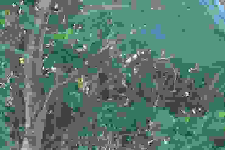 Green-billed Coucal 斯里蘭卡獨有種