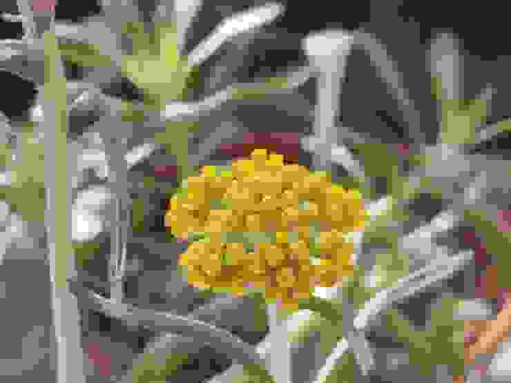 鼠麴草開鮮黃花，頂生，頭狀花序呈繖房狀排列，還有一種類似油菜花的特殊甜香。