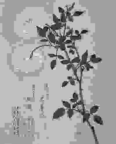 日本《梅園百花圖譜》中的荼蘼(1798-1851)