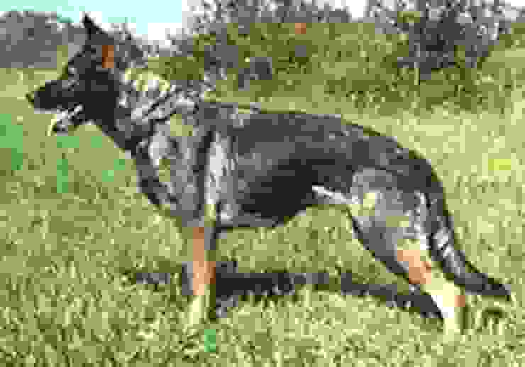 基因帶有a^w的德國狼犬。圖/Wikipedia