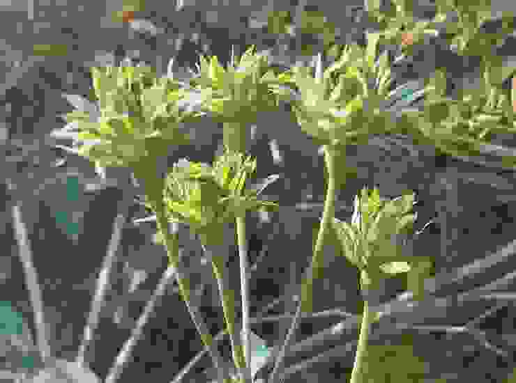 生物學家認為花葉同源，綠萼的花型，被認為是在漫長演化過程中，花器源於葉片的返祖現象。