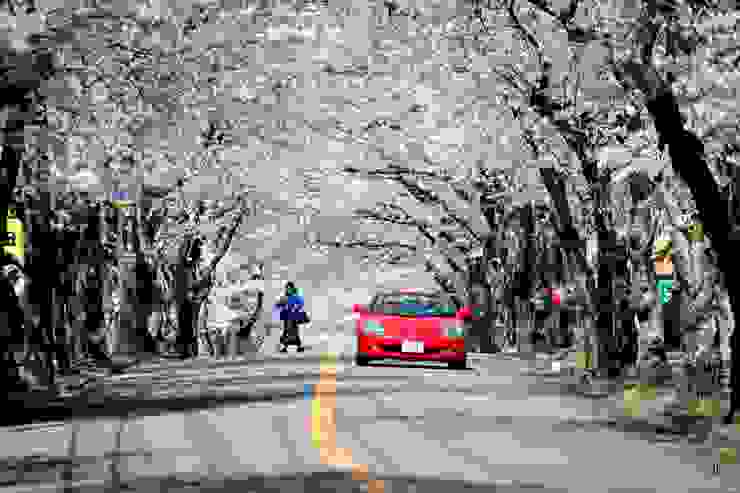 櫻並木通，紅跑車與藍衣女。
