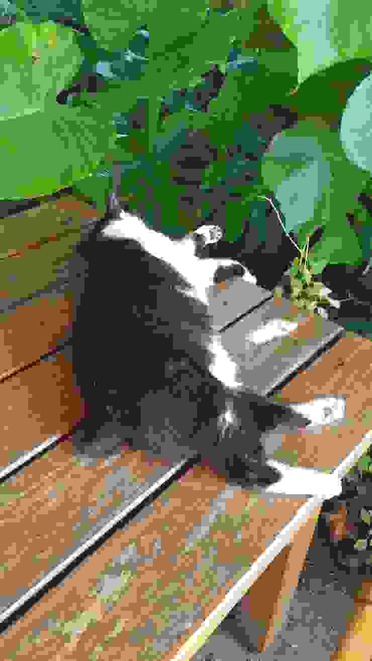 超可愛的黑白店貓 在滿滿人潮裡悠然自得的睡懶覺 