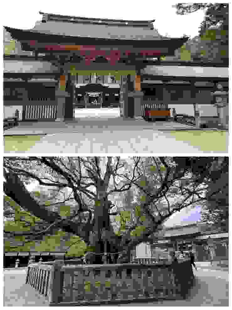 大山祇神社與大楠樹