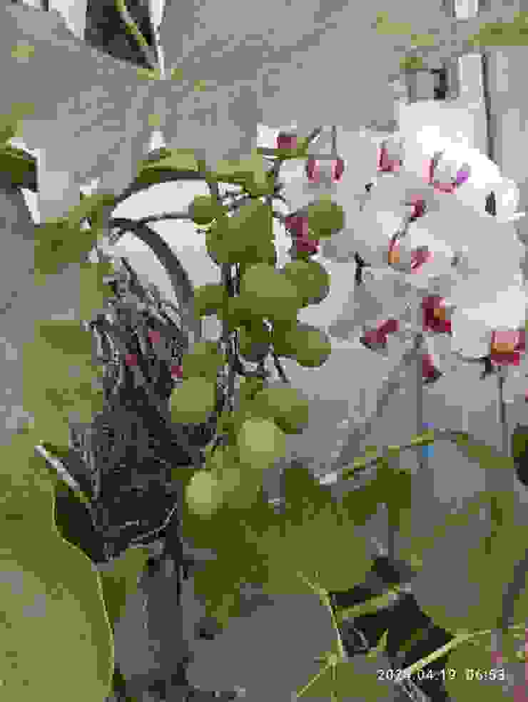 盆種巨峰葡萄與蘭花