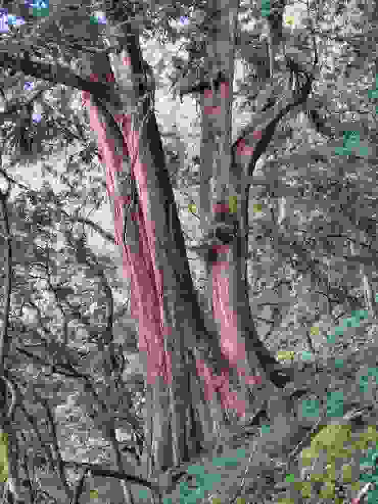卑南主山山腰的紅檜大樹（Photo by. SHARP AQUOS sense8）