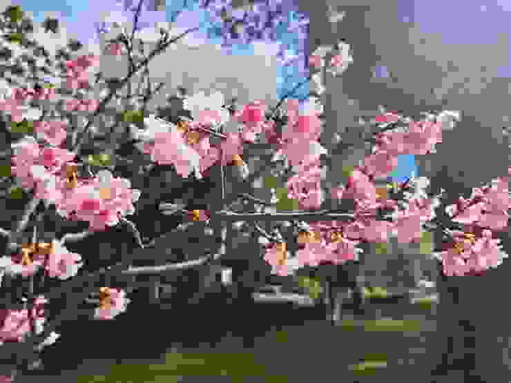 象山公園櫻花(霉女拍攝於2024年2月初)