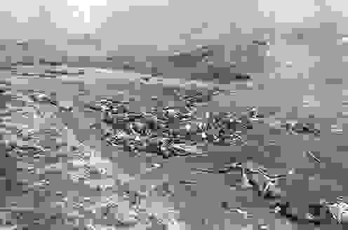 1943年5月29日，阿圖島戰役中日軍失敗的萬歲衝鋒後遺留的屍體。