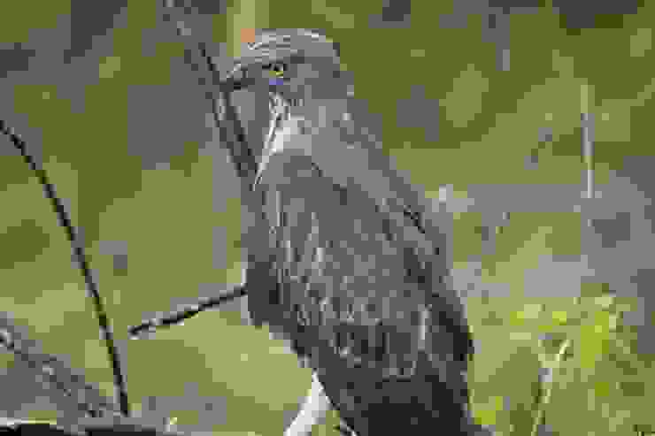 忽然出現眼前的Crested Hawk Eagle