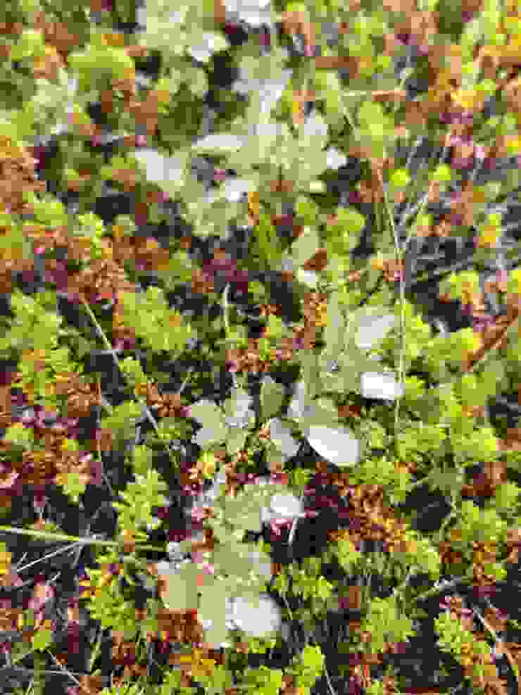 匍匐而生的苔蘚也有美麗的形貌及顏色。據導遊說，早年冰島人會取苔蘚墊在嬰兒床上，讓床鋪較有彈性。