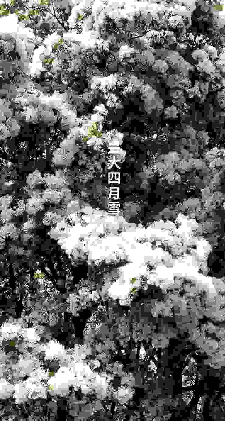 台大四月雪(霉女拍攝於2018年4月1日)