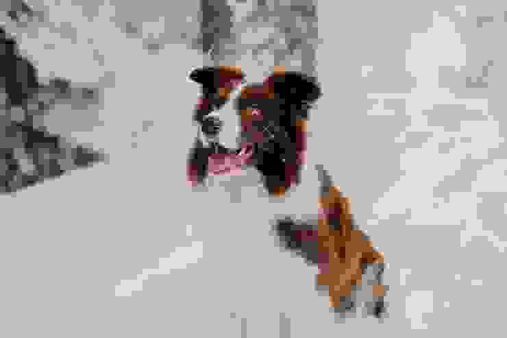 紅棕色的邊境牧羊犬。圖/Elina Volkova(2023)