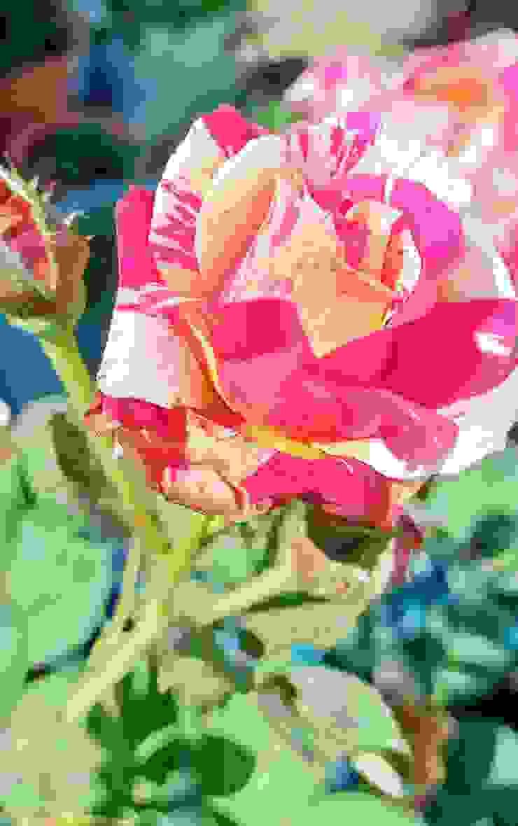莫里斯尤特里羅-玫瑰