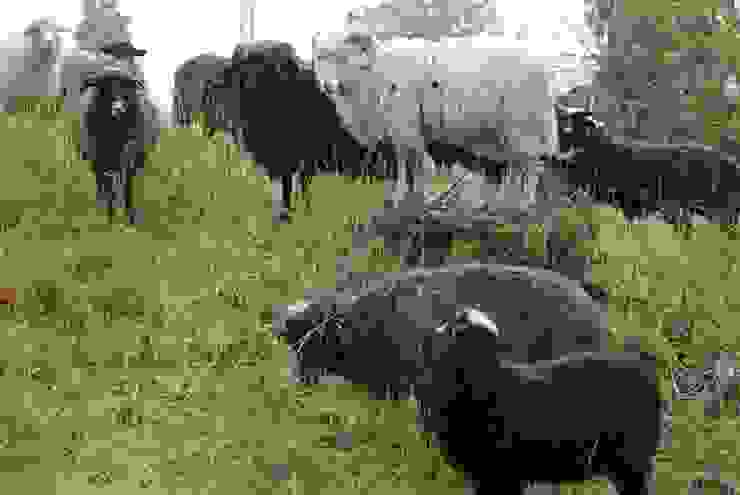 走得又累又餓的時候，先是看見一群可愛的綿羊們