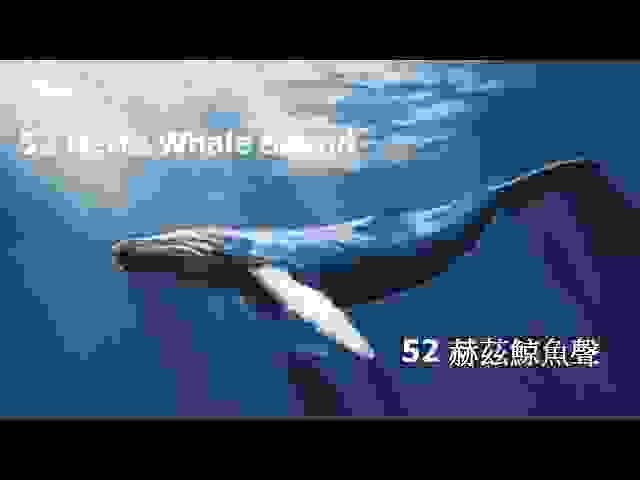 52赫茲的鯨魚
