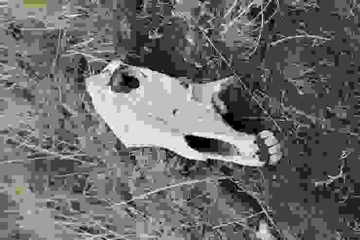 聚落周圍大量的馬骨被認為是波台文化馴養馬匹的證據。