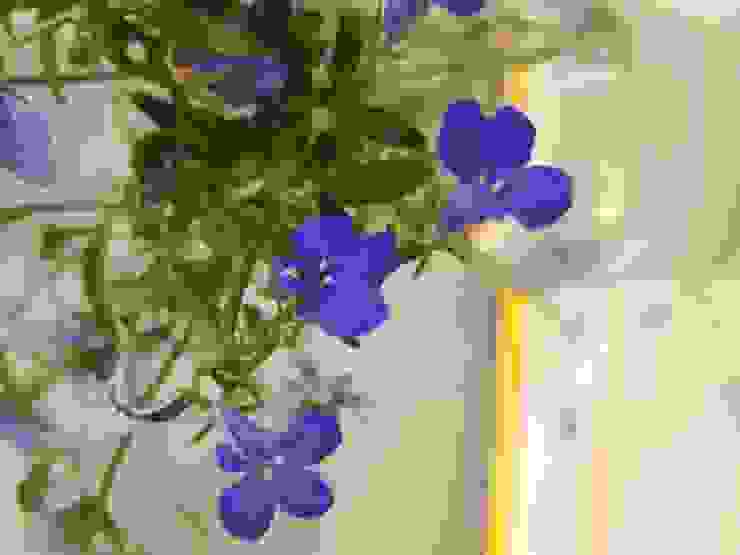 六倍利又名翠蝶花，因為它的花朵小小的，風雅細緻，如小蝴蝶般穿梭在綠意中，攝於【小倉鼠花園2023MAY】