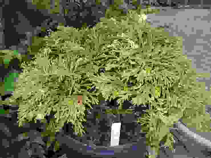 盆栽裡的萬年松（由 KENPEI - 自己的作品, CC BY-SA 3.0）