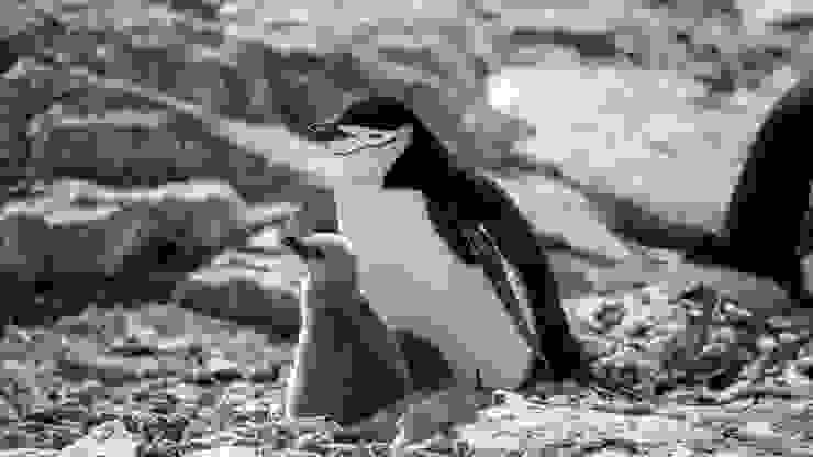 頰帶企鵝（Chinstrap penguin）及其雛鳥，Orne Island，Credit to Lena Bulych。