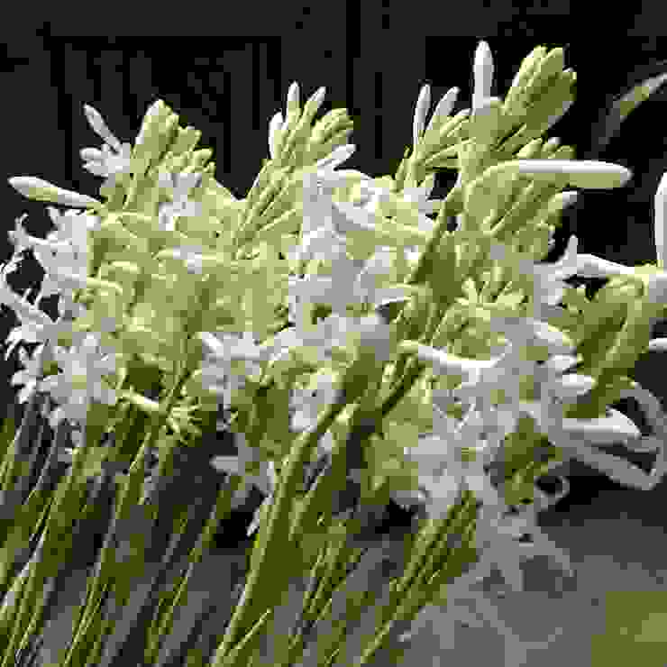 晚香玉(Polianthes tuberosa)