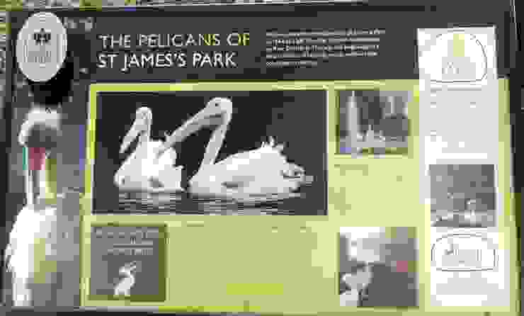 St. James's Park標誌出Pelican鵜鶘的出處及長相