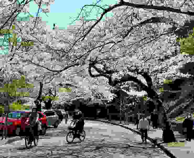 往櫻並木通途中經過似做為花況預告的小公園。