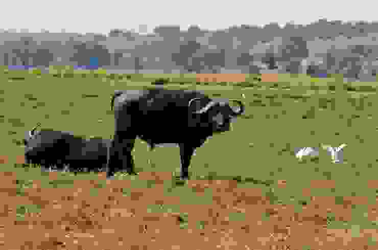 非洲五霸之一的非洲水牛