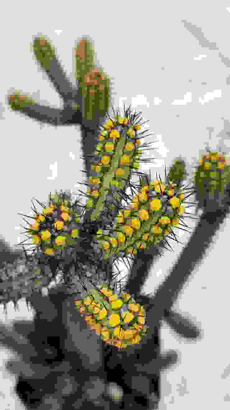 密刺麒麟(Euphorbia baioensis)