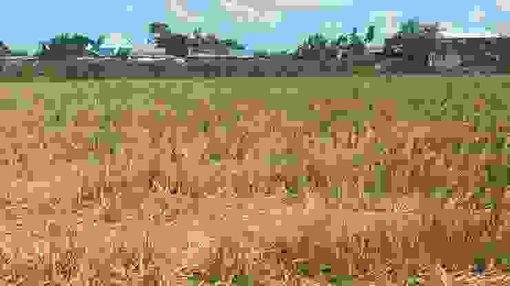 收割後的水稻田，收割機是用滾筒收割，所以留下草頭較高