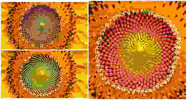 向日葵螺線示意圖，圖片出自〈大自然的數學密碼：Fibonacci Numbers〉影像截圖 https://reurl.cc/WRXDgx