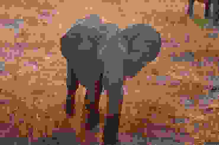 走向獵遊車的大象 好漂亮啊